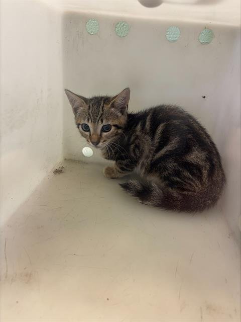 HECKLE - Domestic Short Hair available for adoption