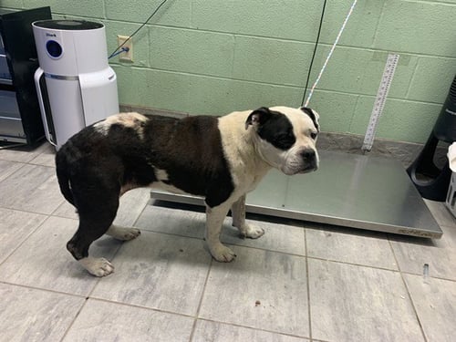 OLIVE - Boxer available for adoption