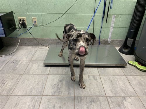 BONK - Catahoula Leopard Dog available for adoption