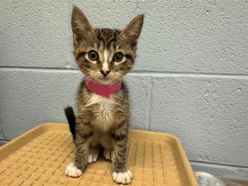 DEVIN - Domestic Short Hair for adoption in Arlington