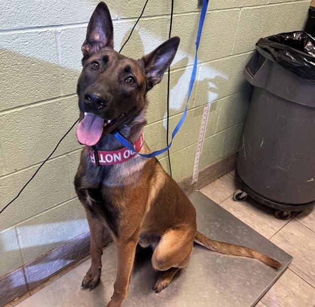 PETER - Belgian Shepherd Malinois available for adoption