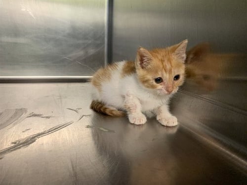 GINGER - Domestic Short Hair available for adoption