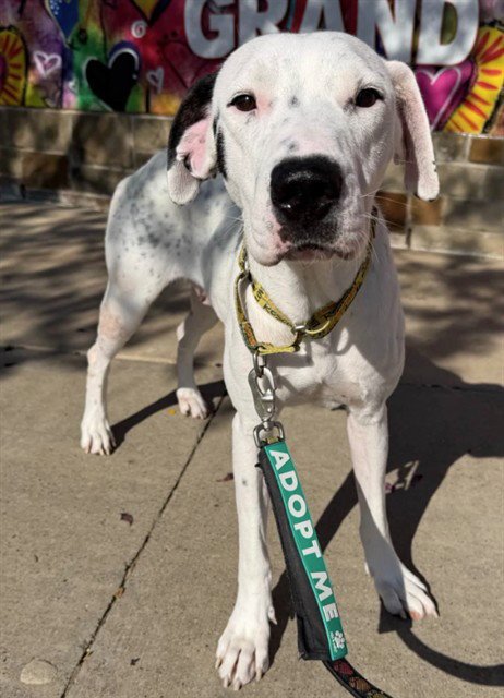 HONDA - American Staffordshire Terrier / Pointer available for adoption