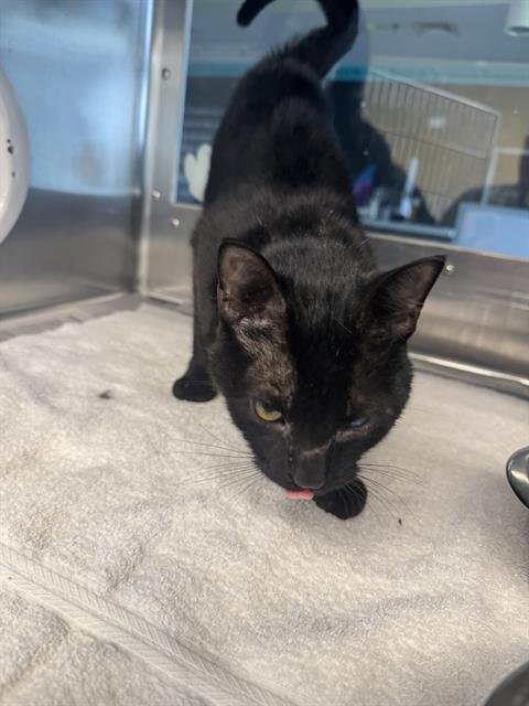 WALLY - Domestic Short Hair available for adoption