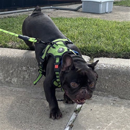 FLASH - French Bulldog available for adoption