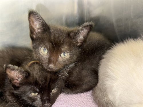 A233972 - Domestic Short Hair available for adoption