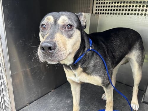 FRANCINE - German Shepherd Dog / American Staffordshire Terrier available for adoption