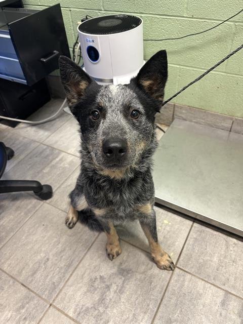 LUCKY - Australian Cattle Dog/Blue Heeler available for adoption