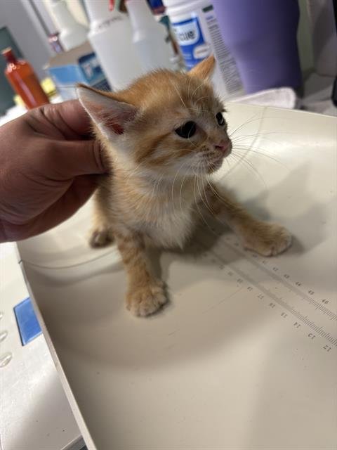 RAINY - Domestic Short Hair available for adoption