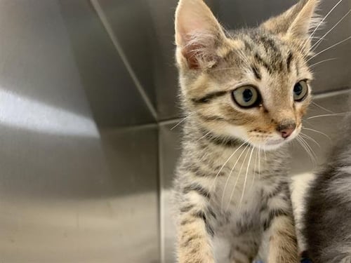 SWEET TEA - Domestic Short Hair available for adoption