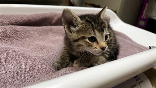 PRINCESS TUTU - Domestic Short Hair for adoption in Grand Prairie