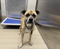 SCRAPPY DOO - Photo 1