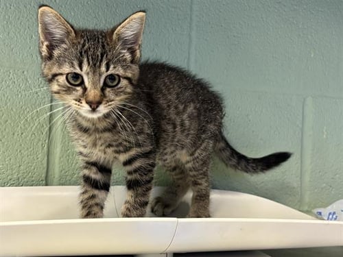 BREEZY - Domestic Short Hair available for adoption