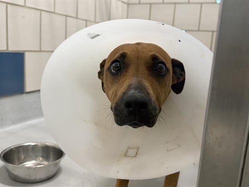 AMY LYNN - Black Mouth Cur available for adoption