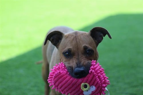 AMY LYNN - Black Mouth Cur for adoption in Grand Prairie
