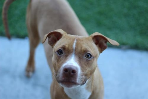 BUD - American Staffordshire Terrier available for adoption