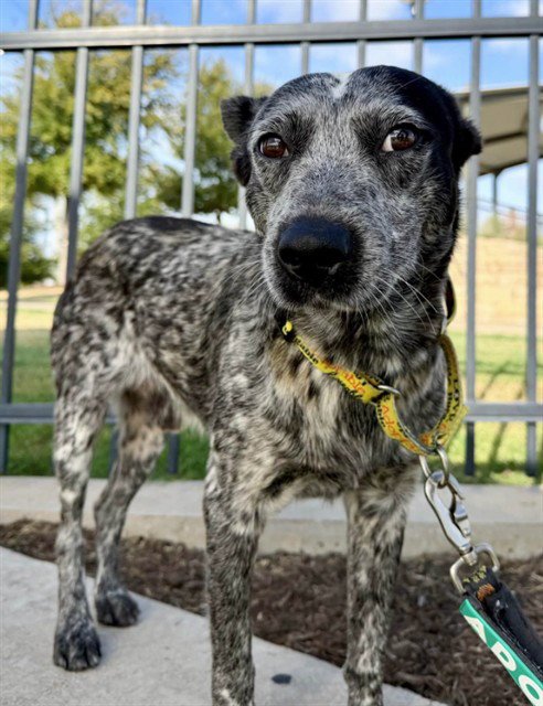 HAMMY - Australian Cattle Dog/Blue Heeler available for adoption