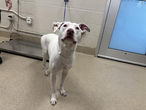 GUMDROP - American Staffordshire Terrier available for adoption