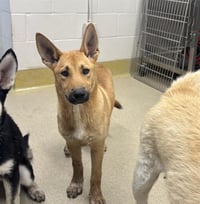 SCOUT - Photo 1