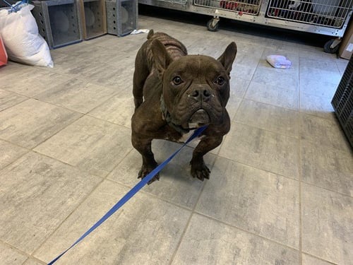 CUZ - French Bulldog / American Staffordshire Terrier available for adoption