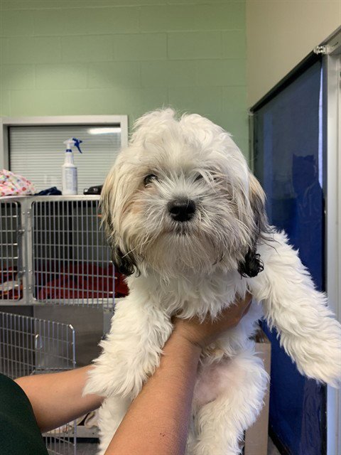 MANNY - Shih Tzu available for adoption