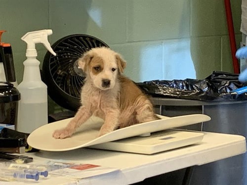 MOE - American Staffordshire Terrier available for adoption