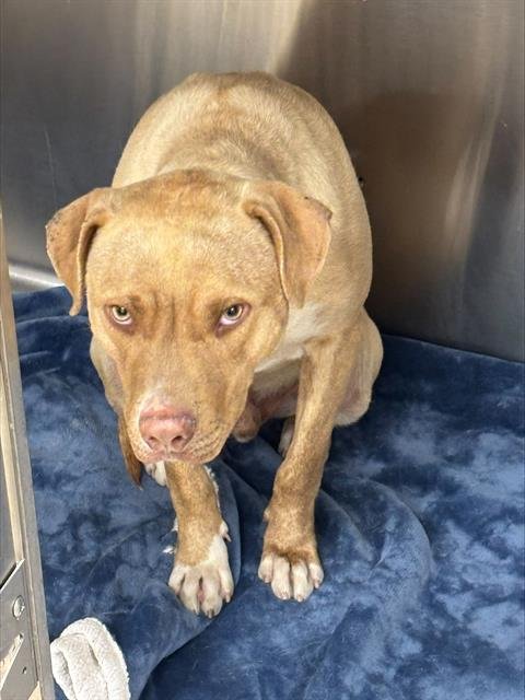 YEET - American Staffordshire Terrier available for adoption