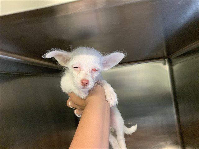 PINKY Image