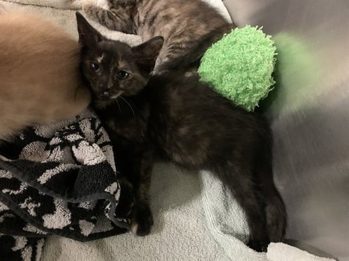 MS.PUFF - Domestic Short Hair available for adoption