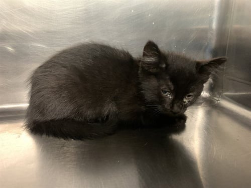 SMALLS - Domestic Short Hair available for adoption