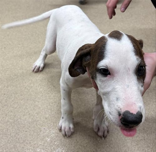 ALMOND - Treeing Walker Coonhound available for adoption