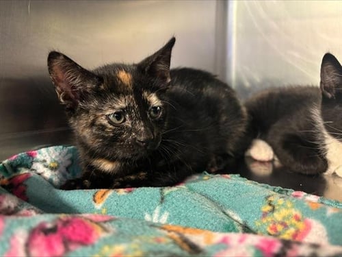 TORTILLA - Domestic Short Hair for adoption in Grand Prairie