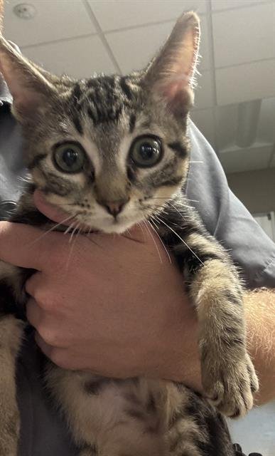 CRUE - Domestic Short Hair for adoption in Grand Prairie
