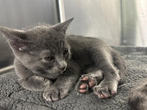 BEAN - Domestic Short Hair available for adoption