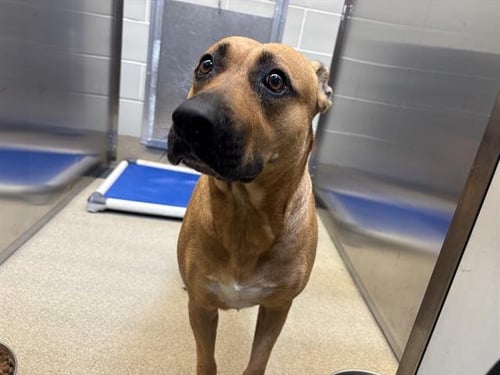 MISS GIRL - Black Mouth Cur available for adoption
