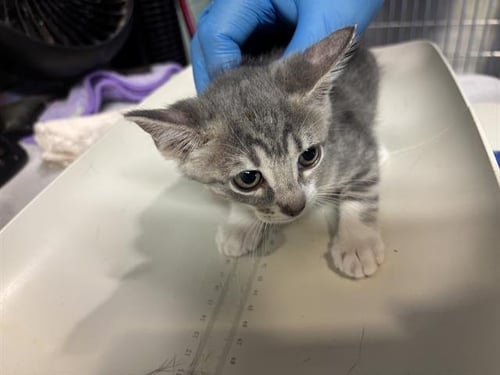 ELLIE - Domestic Short Hair available for adoption