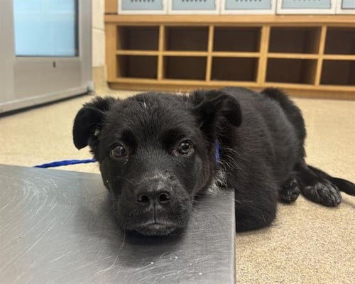 FREDINA - Australian Cattle Dog/Blue Heeler available for adoption