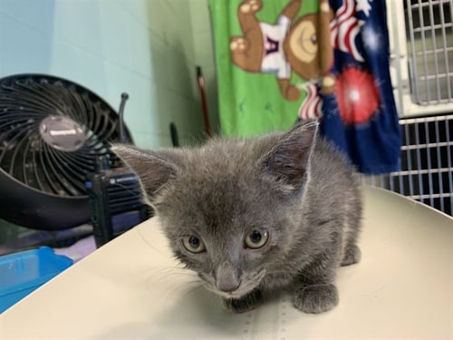 GRITS - Domestic Short Hair available for adoption
