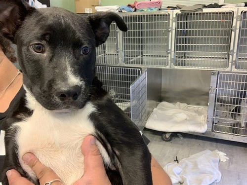 SCRUFFBALL - American Staffordshire Terrier available for adoption