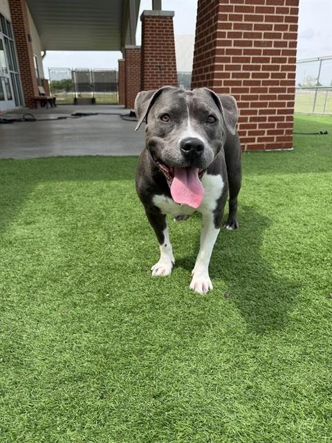 NOVA - American Staffordshire Terrier available for adoption