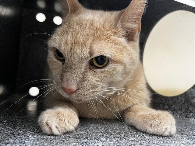 ARTHUR - Domestic Short Hair available for adoption