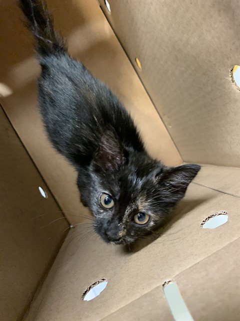 A233431 - Domestic Short Hair available for adoption
