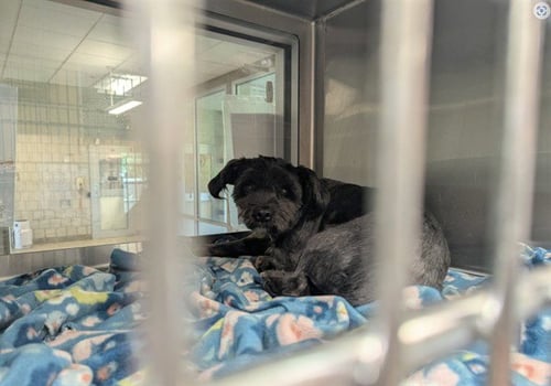 GRINCH - Shih Tzu for adoption in Grand Prairie