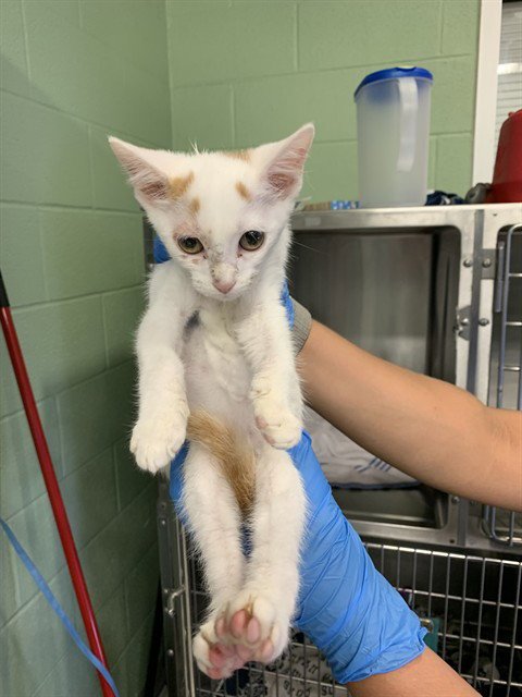 MICKEY - Domestic Short Hair for adoption in Grand Prairie