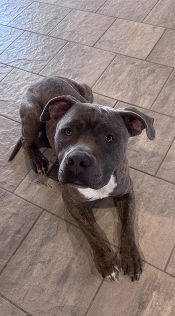 BUELLER Image