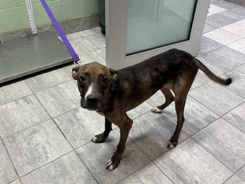 DISH SOAP - Catahoula Leopard Dog available for adoption
