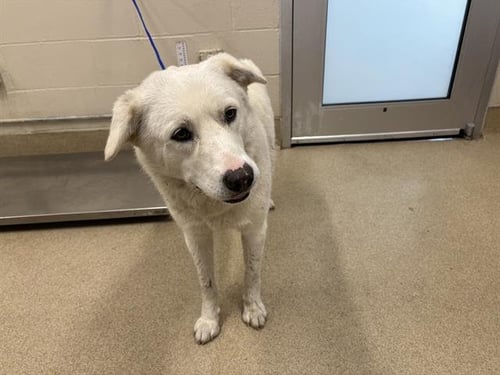 HONEYSUCKLE - Labrador Retriever available for adoption