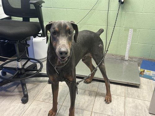 DARE DEVIL - Doberman Pinscher available for adoption