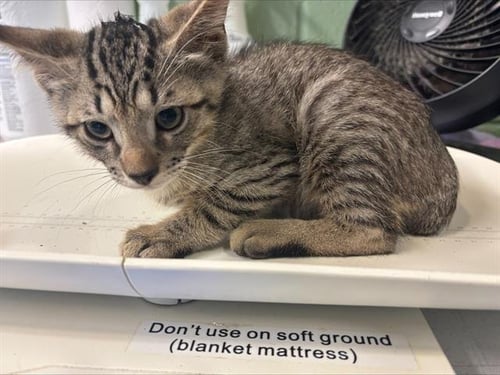 CHEVY - Domestic Short Hair for adoption in Arlington