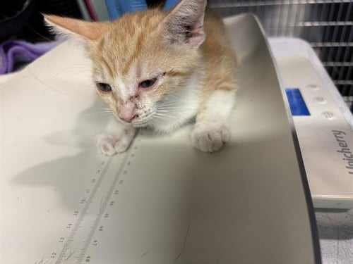 ELMER - Domestic Short Hair available for adoption